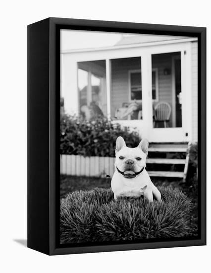 French Bulldog Southampton NY-Theo Westenberger-Framed Stretched Canvas