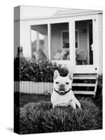 French Bulldog Southampton NY-Theo Westenberger-Stretched Canvas