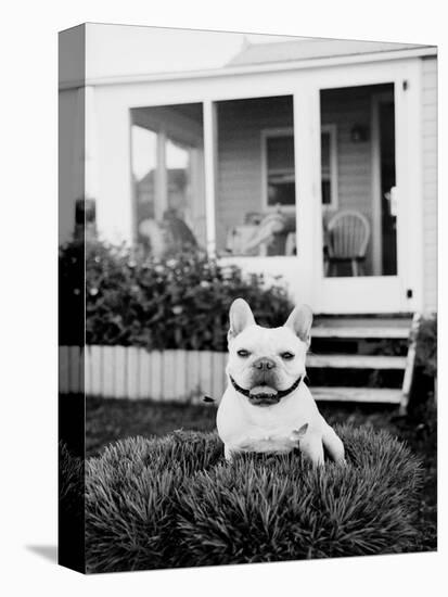 French Bulldog Southampton NY-Theo Westenberger-Stretched Canvas