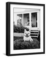 French Bulldog Southampton NY-Theo Westenberger-Framed Art Print