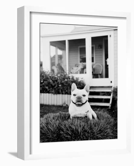 French Bulldog Southampton NY-Theo Westenberger-Framed Art Print