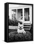 French Bulldog Southampton NY-Theo Westenberger-Framed Stretched Canvas