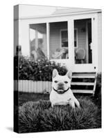 French Bulldog Southampton NY-Theo Westenberger-Stretched Canvas