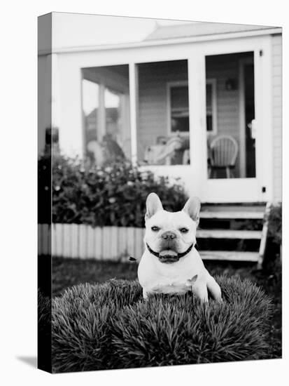 French Bulldog Southampton NY-Theo Westenberger-Stretched Canvas