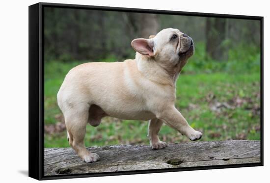 French Bulldog Walking on a Log outside in the Woods-Willee Cole-Framed Stretched Canvas