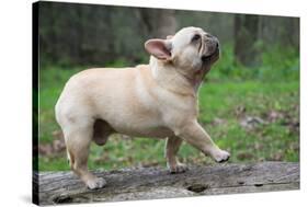 French Bulldog Walking on a Log outside in the Woods-Willee Cole-Stretched Canvas