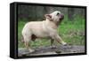 French Bulldog Walking on a Log outside in the Woods-Willee Cole-Framed Stretched Canvas