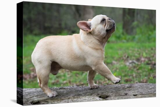 French Bulldog Walking on a Log outside in the Woods-Willee Cole-Stretched Canvas