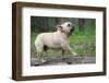 French Bulldog Walking on a Log outside in the Woods-Willee Cole-Framed Photographic Print
