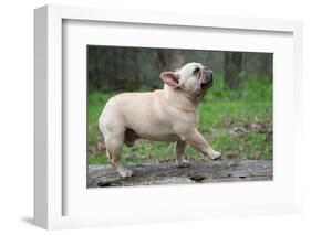 French Bulldog Walking on a Log outside in the Woods-Willee Cole-Framed Photographic Print
