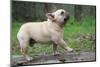 French Bulldog Walking on a Log outside in the Woods-Willee Cole-Mounted Photographic Print