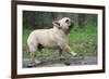 French Bulldog Walking on a Log outside in the Woods-Willee Cole-Framed Photographic Print