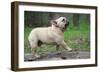 French Bulldog Walking on a Log outside in the Woods-Willee Cole-Framed Photographic Print