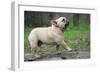 French Bulldog Walking on a Log outside in the Woods-Willee Cole-Framed Photographic Print