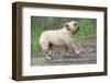 French Bulldog Walking  on a Log outside in the Woods-Willee Cole-Framed Photographic Print