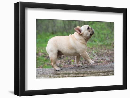 French Bulldog Walking  on a Log outside in the Woods-Willee Cole-Framed Photographic Print