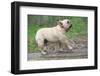 French Bulldog Walking  on a Log outside in the Woods-Willee Cole-Framed Photographic Print