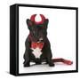 French Bulldog Wearing Devil Costume-Willee Cole-Framed Stretched Canvas