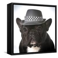 French Bulldog Wearing Fedora Hat-Willee Cole-Framed Stretched Canvas