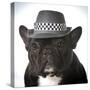 French Bulldog Wearing Fedora Hat-Willee Cole-Stretched Canvas