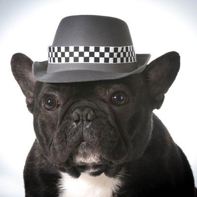 French bulldog store with hat