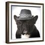 French Bulldog Wearing Fedora Hat-Willee Cole-Framed Photographic Print