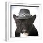 French Bulldog Wearing Fedora Hat-Willee Cole-Framed Photographic Print