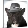 French Bulldog Wearing Fedora Hat-Willee Cole-Mounted Photographic Print