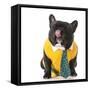 French Bulldog Wearing Shirt and Tie with Silly Expression-Willee Cole-Framed Stretched Canvas
