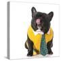 French Bulldog Wearing Shirt and Tie with Silly Expression-Willee Cole-Stretched Canvas