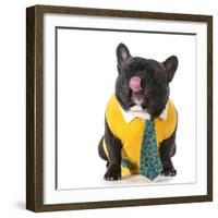 French Bulldog Wearing Shirt and Tie with Silly Expression-Willee Cole-Framed Photographic Print