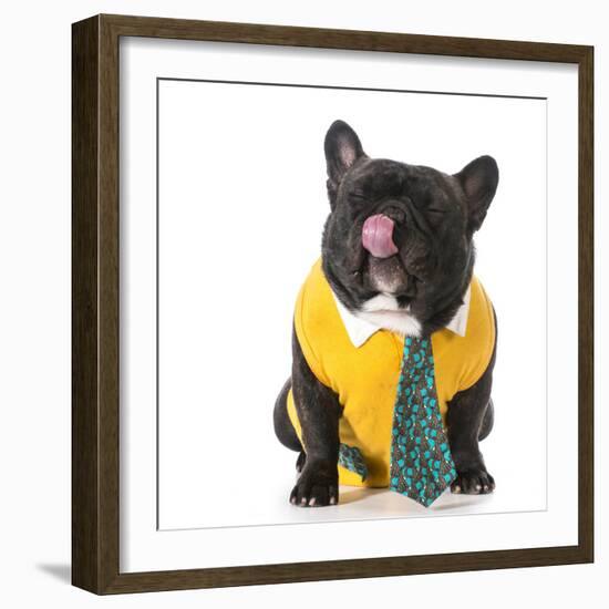 French Bulldog Wearing Shirt and Tie with Silly Expression-Willee Cole-Framed Photographic Print