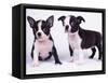 French Bulldog, white background-null-Framed Stretched Canvas