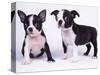 French Bulldog, white background-null-Stretched Canvas