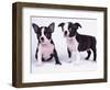 French Bulldog, white background-null-Framed Photographic Print