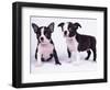 French Bulldog, white background-null-Framed Photographic Print