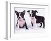 French Bulldog, white background-null-Framed Photographic Print