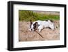 French Bulldog with Stick at the Lake-Patryk Kosmider-Framed Photographic Print