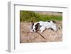 French Bulldog with Stick at the Lake-Patryk Kosmider-Framed Photographic Print