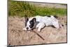 French Bulldog with Stick at the Lake-Patryk Kosmider-Mounted Photographic Print