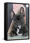 French Bulldog-null-Framed Stretched Canvas