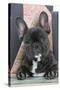 French Bulldog-null-Stretched Canvas