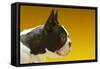 French Bulldog-null-Framed Stretched Canvas