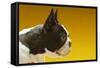 French Bulldog-null-Framed Stretched Canvas