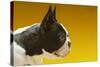 French Bulldog-null-Stretched Canvas