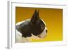 French Bulldog-null-Framed Photo