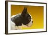 French Bulldog-null-Framed Photo