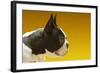 French Bulldog-null-Framed Photo