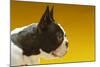 French Bulldog-null-Mounted Photo