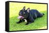 French Bulldog-f8grapher-Framed Stretched Canvas